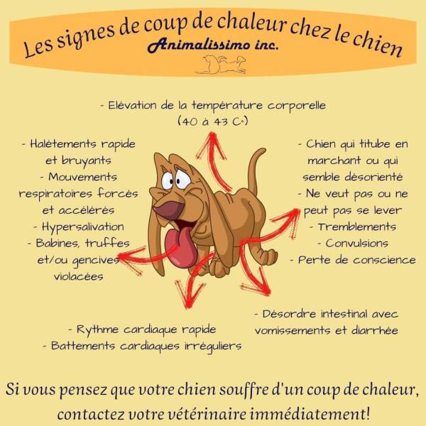 complications du coup de chaleur chez le chien